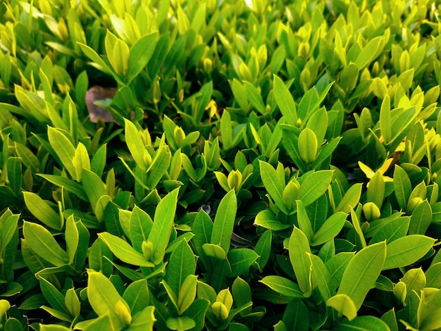 Foto ixora busch geschlossen