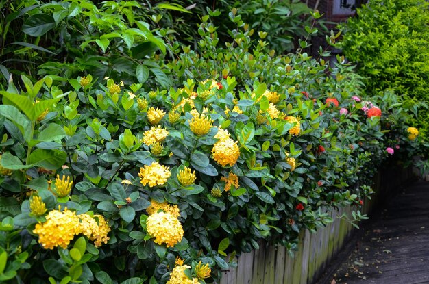 Ixora chinensis flores en el parque