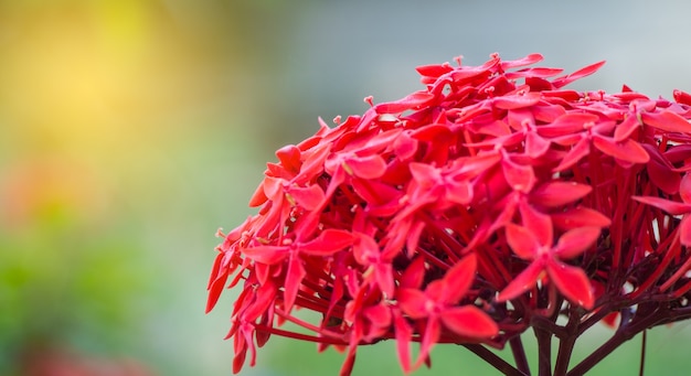 Ixora-coccinea Blume im Garten