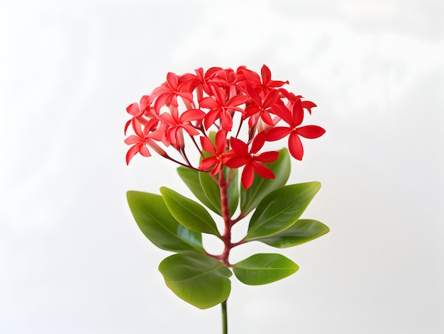 Ixora Coccinea Blume im Studio Hintergrund Single Ixora Caccinea Blume Schöne Blumenbilder