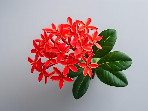 Foto ixora coccinea blume im studio hintergrund single ixora caccinea blume schöne blumenbilder