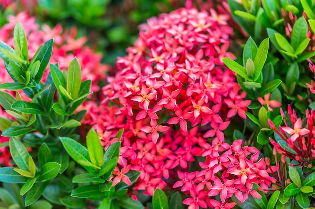 Ixora, jardín de flores rojas