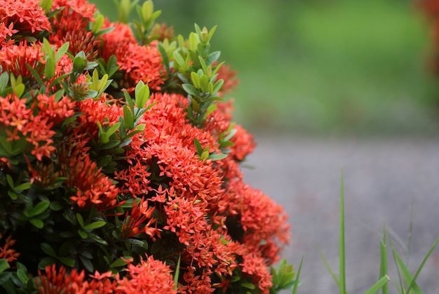 Ixora en un jardín