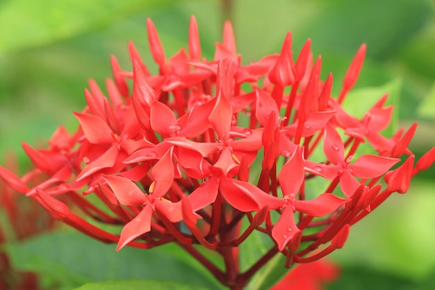 Ixora- oder Jungle Flame- oder Jungle Geranium- oder Zwerg-Ixora-Blumen mit grünem Hintergrund