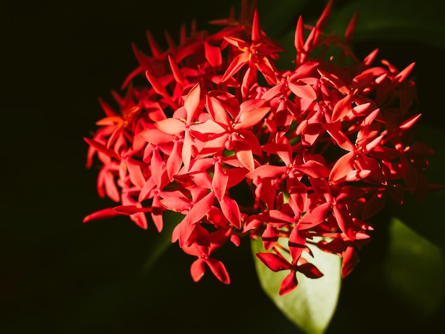 Ixora rojo hermosa flor amor abstracto o fondo de evento de vacaciones de san valentín