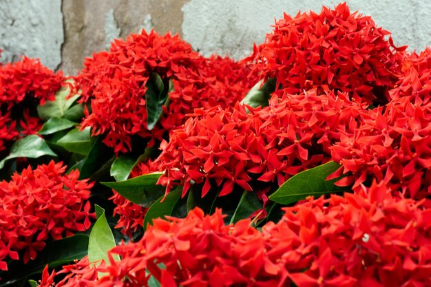 Foto ixora rojo sangriento o jazmín de las indias occidentales un árbol y arbusto tropical de hoja perenne popular en asia