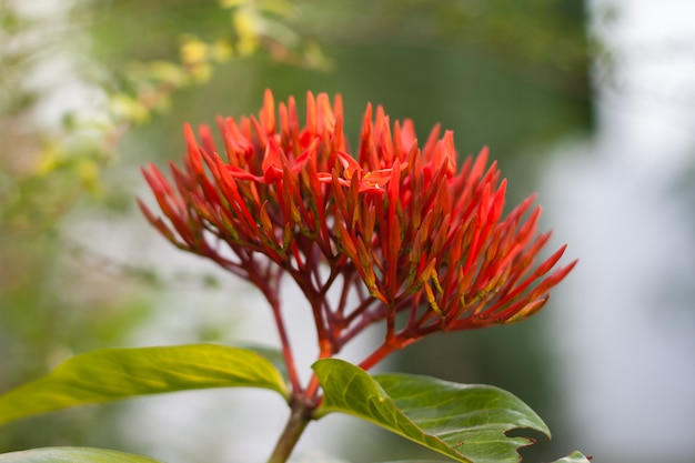 Ixora vermelha no jardim