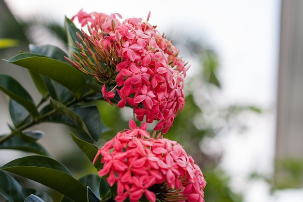 Ixora vermelha no jardim | Foto Premium