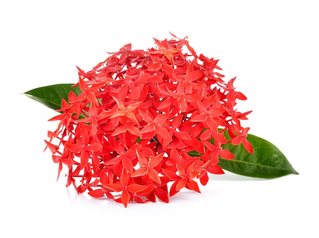 Ixora vermelho sobre fundo branco