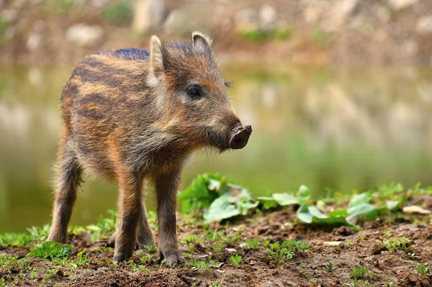 Jabalí animal salvaje Osos jóvenes jugando en la naturaleza Sus scrofa