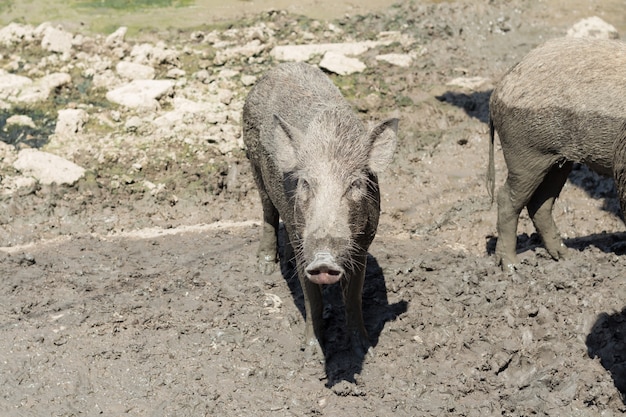 jabalí bebé en el suelo de barro