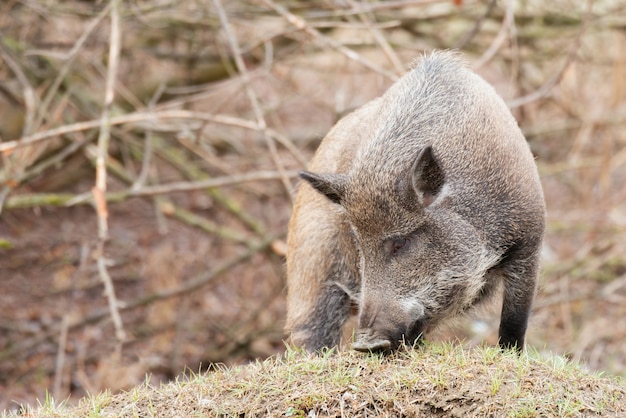 Un jabalí en el bosque. Sus scrofa.