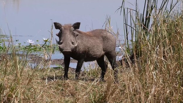 Un jabalí se para en la hierba frente a un lago