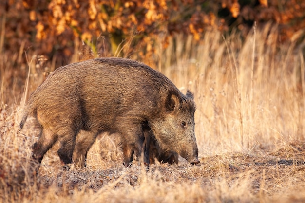 Jabalí olfateando en campo seco en otoño la naturaleza.