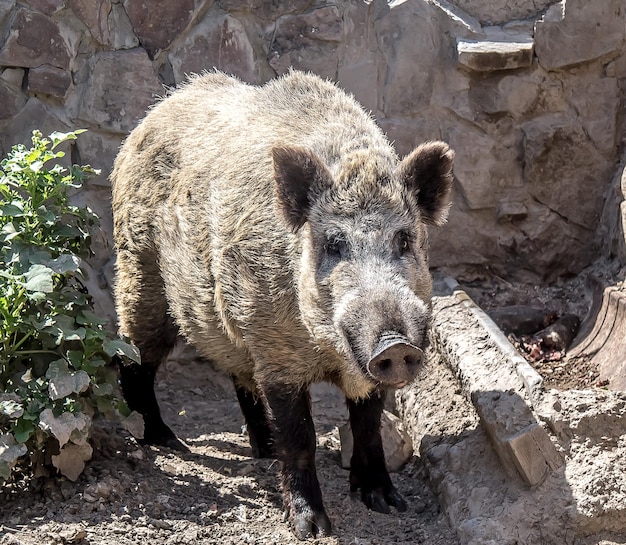 El jabalí sucio de primer plano