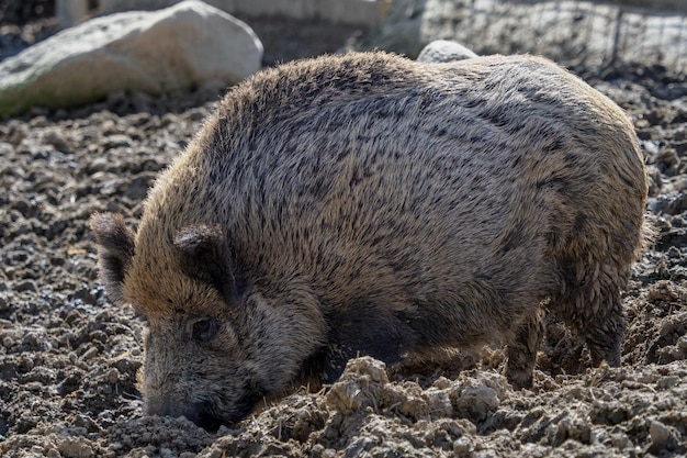 Jabalí Sus scrofa en la búsqueda de alimento