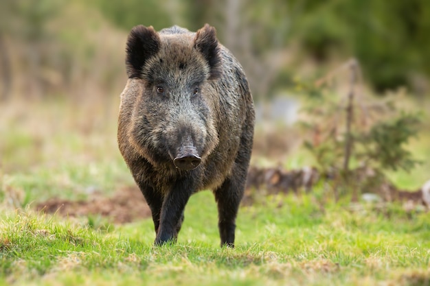 El jabalí sus scrofa caminando más cerca de frente en una pradera en primavera