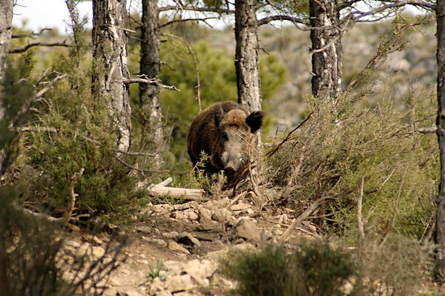 El jabalí Sus scrofa es un mamífero artiodáctilo de la familia Suidae