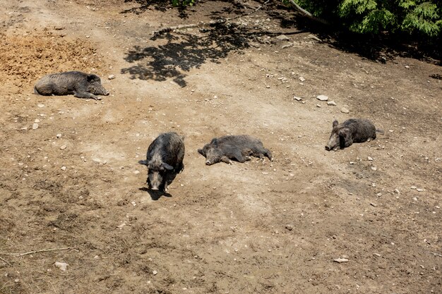 Jabalí - Sus scrofa - en el pantano en su hábitat natural. Foto de naturaleza salvaje.