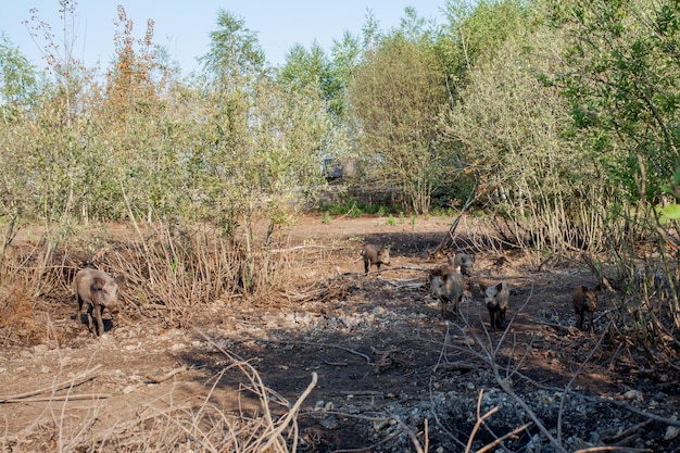 Jabalíes en busca de comida en verano