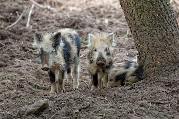 Los jabalíes jóvenes en la naturaleza