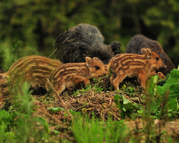 Foto jabalíes con lechones en el bosque