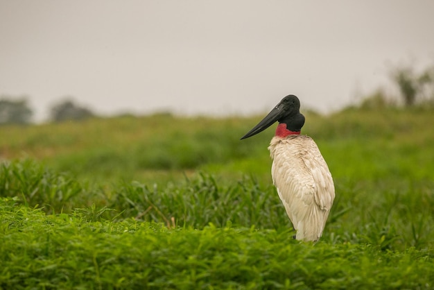 Jabiru-Storch in den Feuchtgebieten eines schönen brasilianischen Pantanal Schöner und sehr großer Vogel in Südamerika Jabiru mycteria Naturlebensraumbild