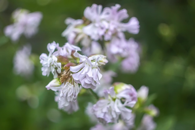 Jabonera común, apuesta que rebota, jabón de cuervo, planta dulce silvestre de William. Saponaria officinalis flores blancas en el jardín de verano.