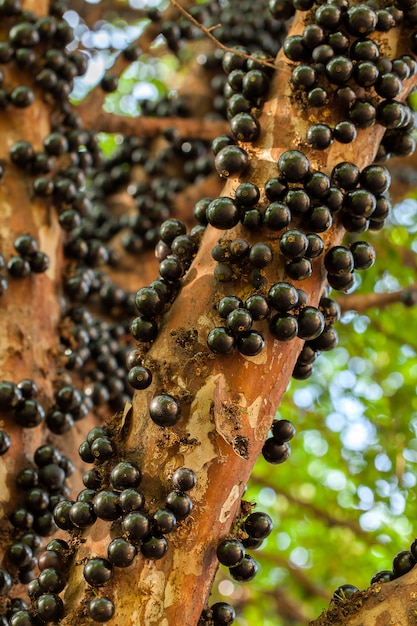 Jaboticaba árbol brasileño con muchas frutas en el tronco