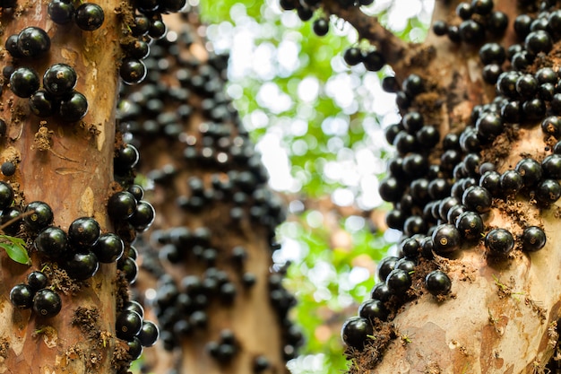 Jaboticaba árbol brasileño con muchas frutas en el tronco