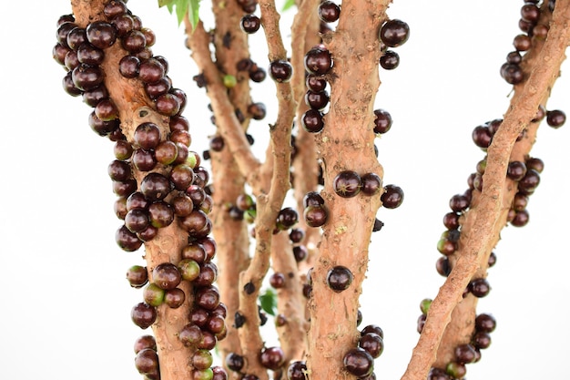 Jaboticaba blüht auf dem Baum. Jabuticaba ist die einheimische brasilianische Rebsorte.