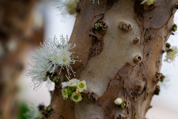 Jaboticaba floreciendo en el árbol. Jabuticaba es la uva autóctona de Brasil.