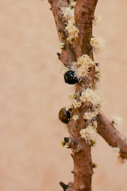 Jabuticaba-Baum in Vase zu Beginn der Blüte mit grünen und violetten Früchten. Im Hausgarten keimten berühmte brasilianische Früchte. Konzeptbild des frühen Frühlings.