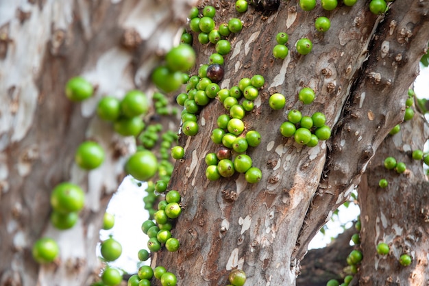 Jabuticaba, hermosos detalles de un árbol de jabuticaba cargado con frutos todavía verdes, luz natural, enfoque selectivo.