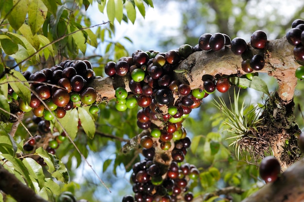 Jabuticaba