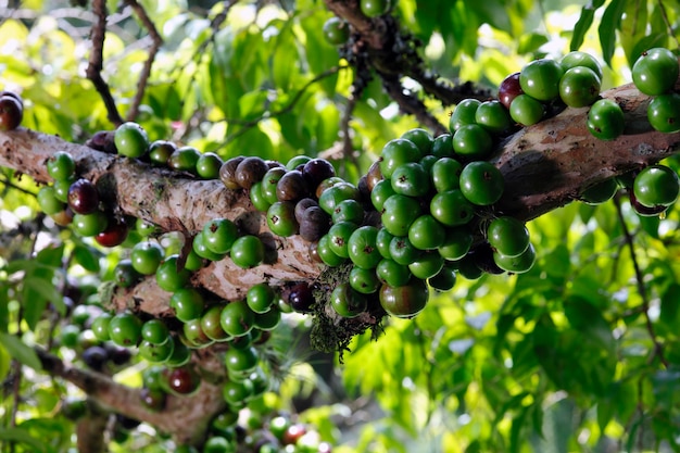 Jabuticaba