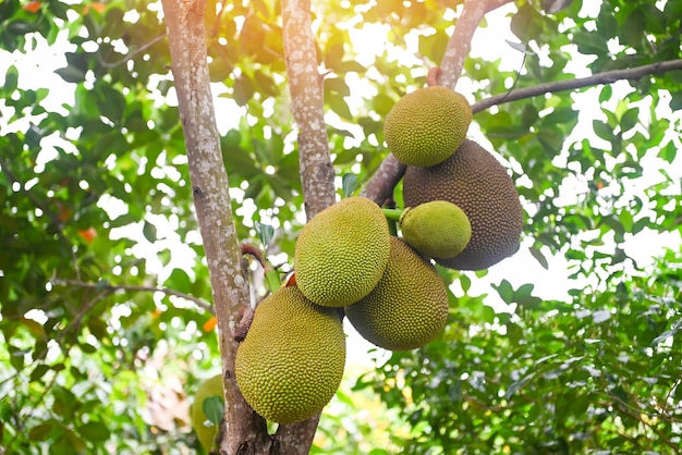 Jaca en el árbol de jaca fruta tropical verano en el fondo de la hoja de la naturaleza