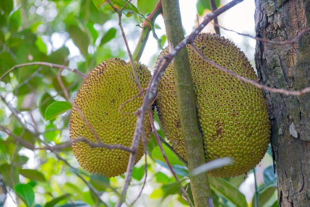 Jaca (Artocarpus heterophyllus) é uma árvore frutífera da família da amoreira.