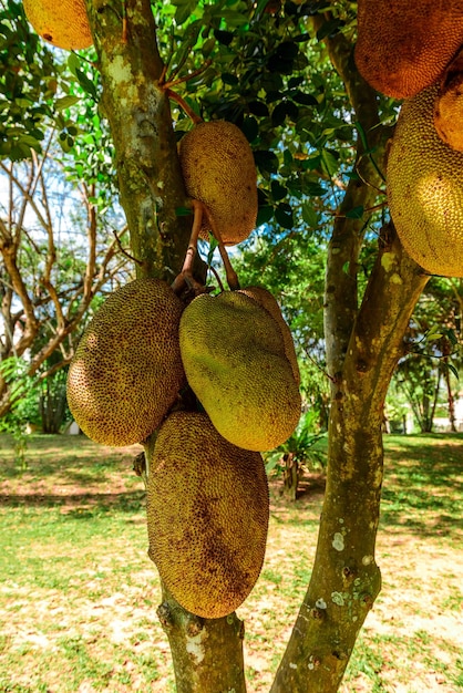 Foto jaca com frutas