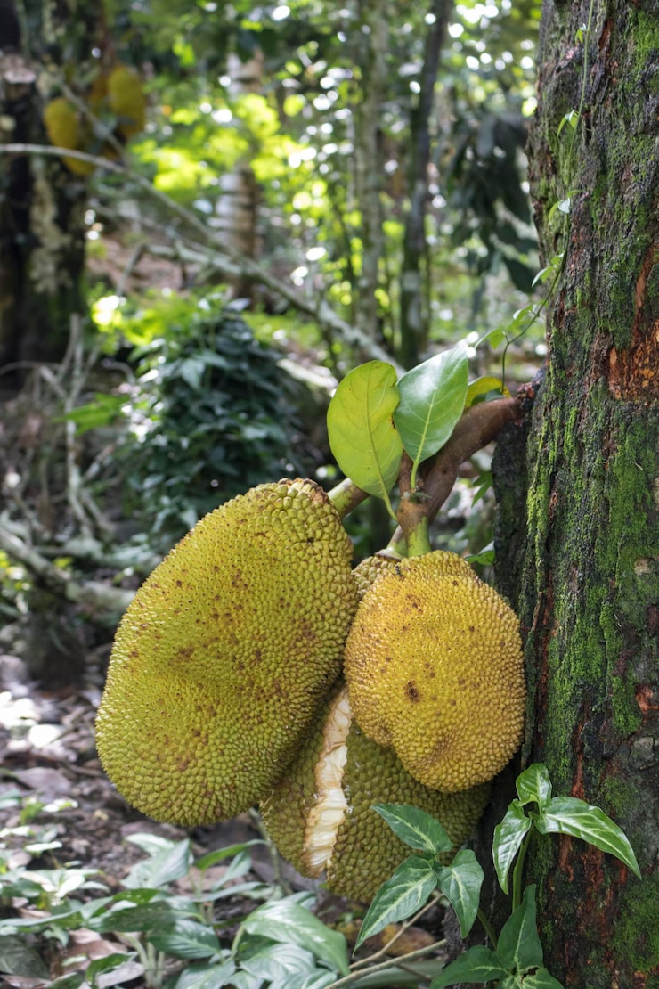 Foto jaca como jaca pendurada em uma jaqueira fruta famosa do brasil espécie artocarpus heterophyllus