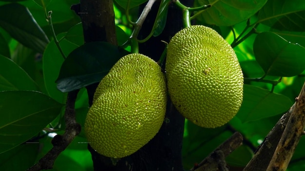 Jaca em uma árvore na selva