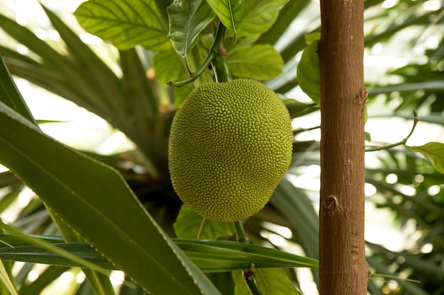 Jaca fruta de pan inmadura colgando de una rama