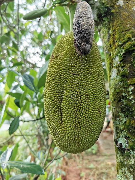 Jaca inmadura en el árbol