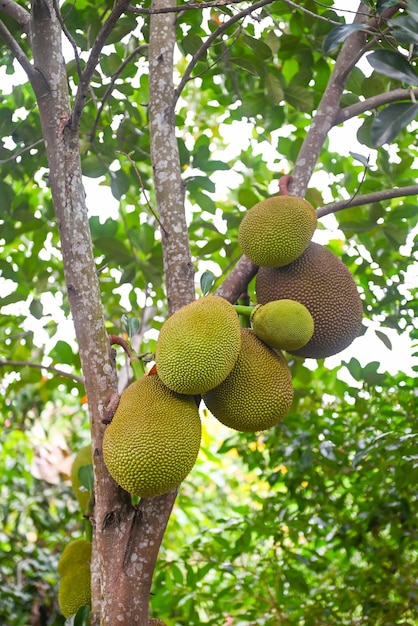 Jaca no verão de frutas tropicais da árvore de jaca no fundo da folha da natureza