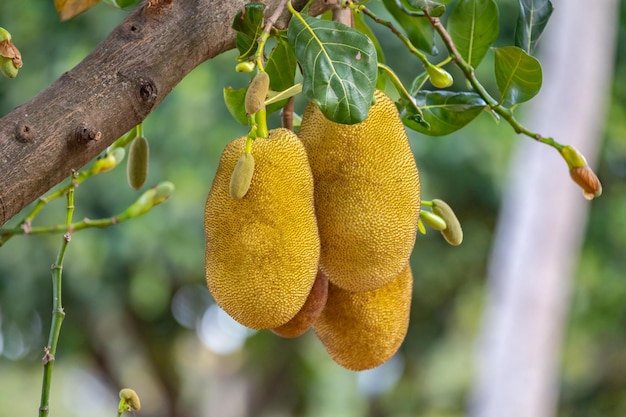 Jaca nome científico Artocarpus heterophyllus Jaca pendurado na árvore de jaca