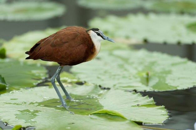 Foto jacana africana actophilornis africanus pájaro caminando sobre hojas de nenúfar en un lago