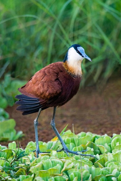 Jacana africana Actophilornis africanus de pie en lo alto de las plantas verdes Parque Nacional del Lago Manyara