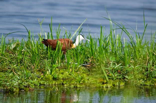 Jacana africana en un pantano en el Parque Nacional de Murchison Falls, Uganda, África