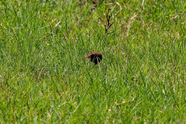 Jacana de barbas Ave de la especie Jacana jacana