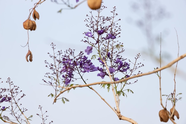 Jacaranda-Baum mit Blumen und Früchten und dem blauen Himmel